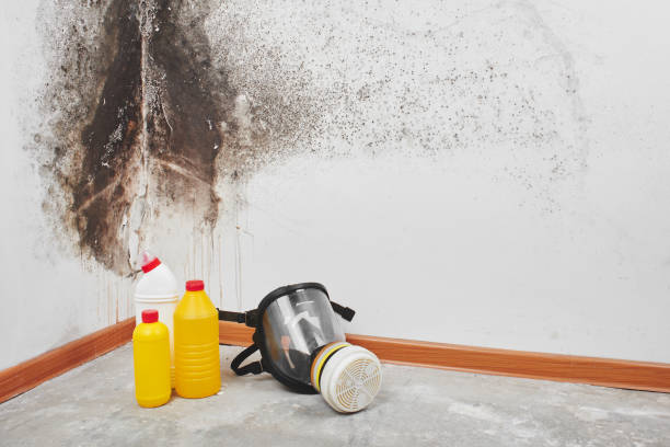 Best Affordable Mold Removal  in Fridley, MN