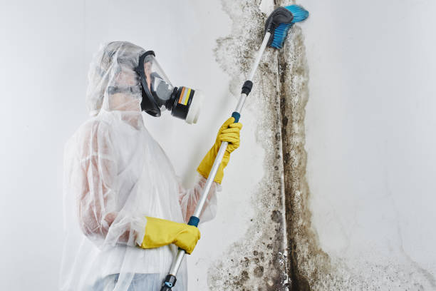Professional Mold Removal in Fridley, MN