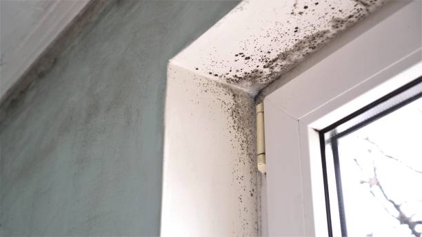 Best Mold Removal Specialists  in Fridley, MN