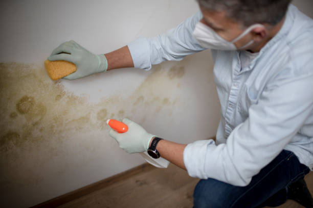 Best Office Mold Removal Services  in Fridley, MN