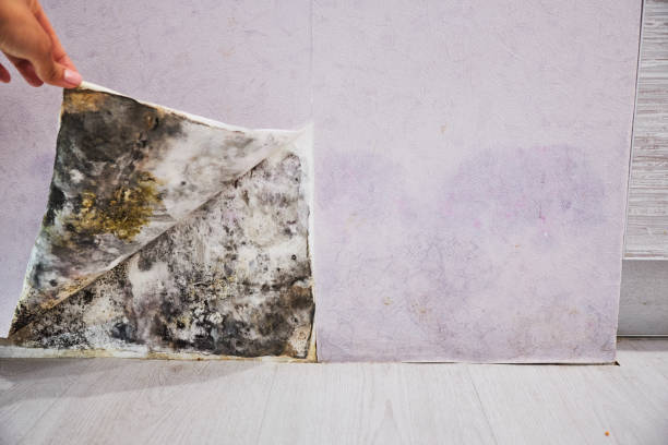 Best Toxic Mold Removal  in Fridley, MN